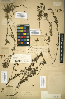 LE 01034696