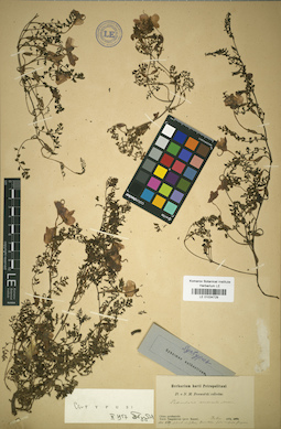 LE 01034729
