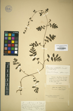 LE 01034737