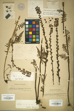 LE 01034752