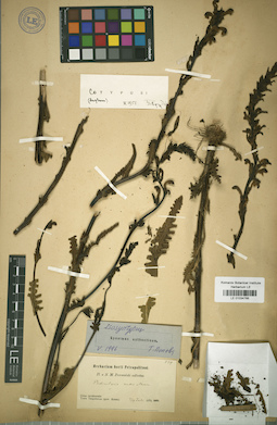 LE 01034766