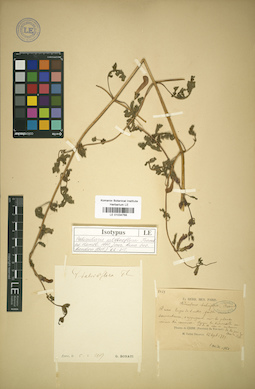 LE 01034768
