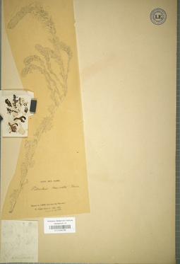 LE 01034796
