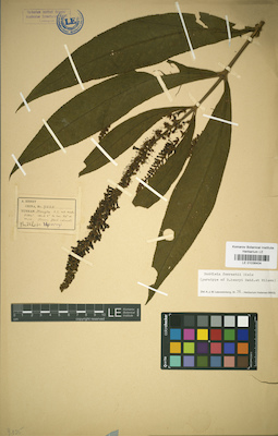 LE 01036404