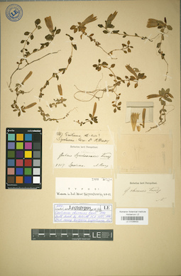 LE 01036433