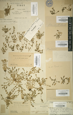LE 01036461