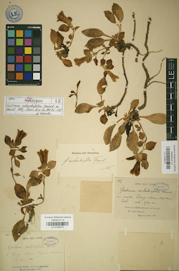 LE 01036472