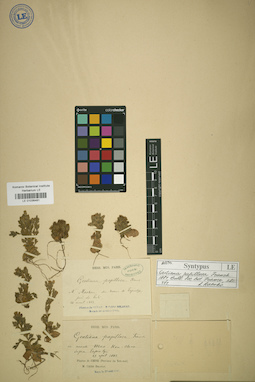 LE 01036481