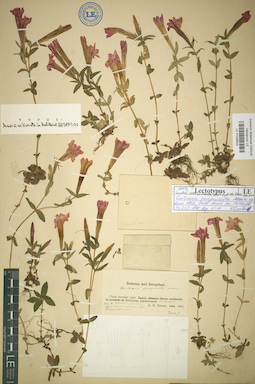 LE 01036503