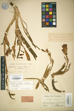LE 01036507