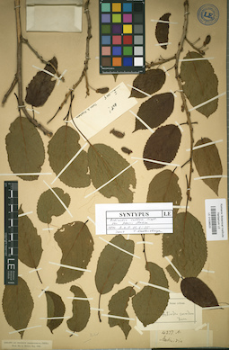 LE 01036520