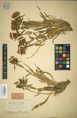 LE 01036571