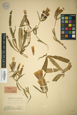 LE 01036588