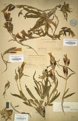 LE 01036595