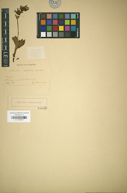LE 01036637