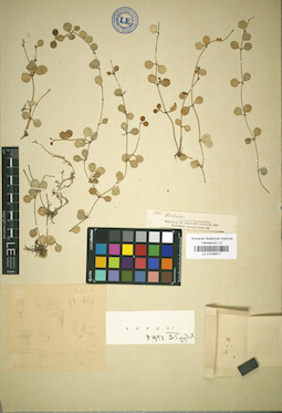 LE 01036917