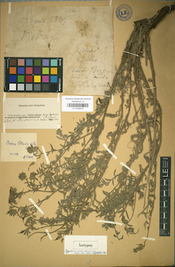 LE 01036978