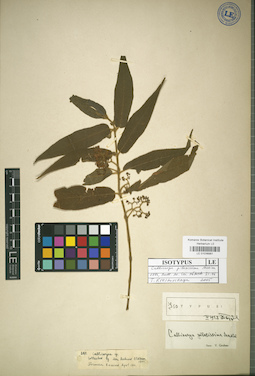 LE 01036981