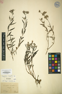 LE 01036992