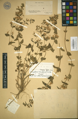 LE 01037004