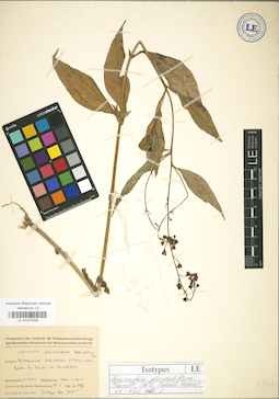 LE 01037008