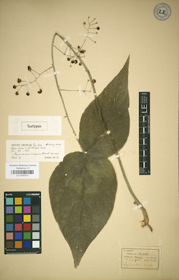 LE 01037011