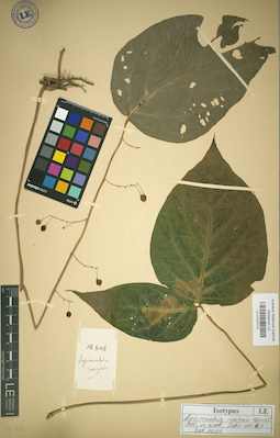 LE 01037012