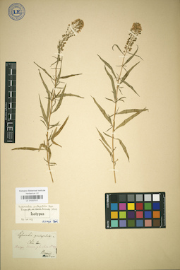 LE 01037017
