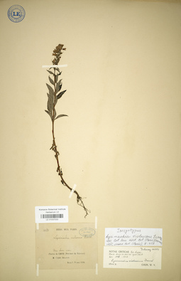 LE 01037033