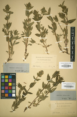 LE 01041275