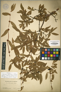 LE 01042405