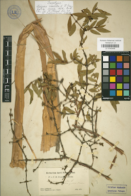 LE 01042408