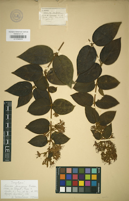 LE 01042419