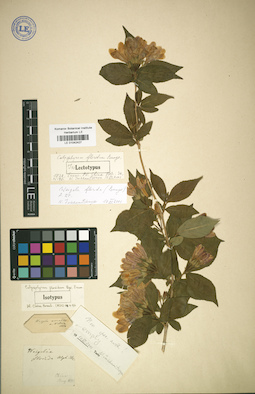 LE 01042427