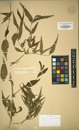 LE 01042428