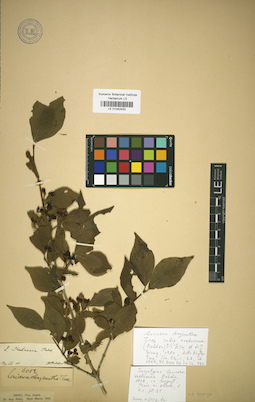 LE 01042433