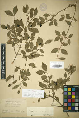 LE 01042445