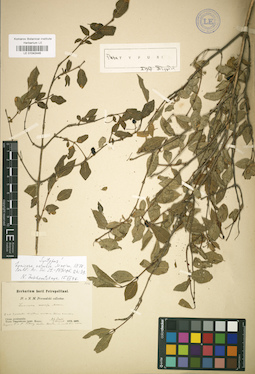 LE 01042446
