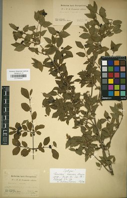 LE 01042447