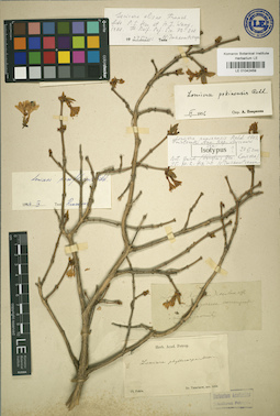 LE 01042459