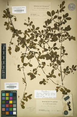 LE 01042495