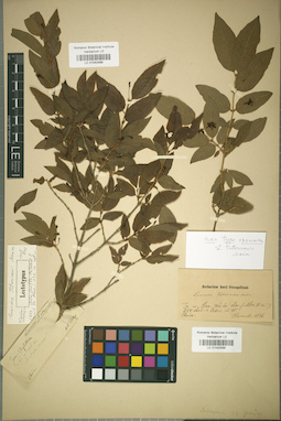 LE 01042498
