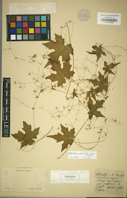 LE 01042538