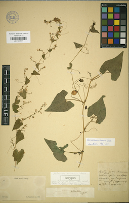 LE 01042541