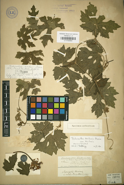 LE 01042543