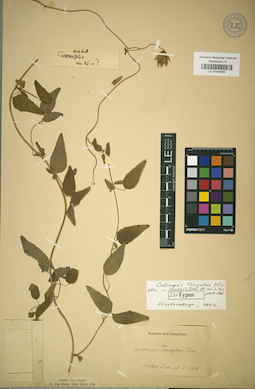 LE 01042555