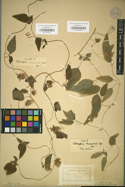 LE 01042556