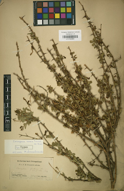 LE 01042561