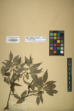 LE 01042568