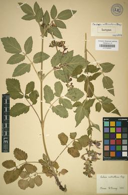LE 01043031